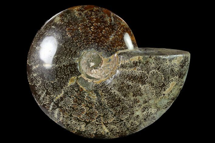 Polished, Agatized Ammonite (Cleoniceras) - Madagascar #149168